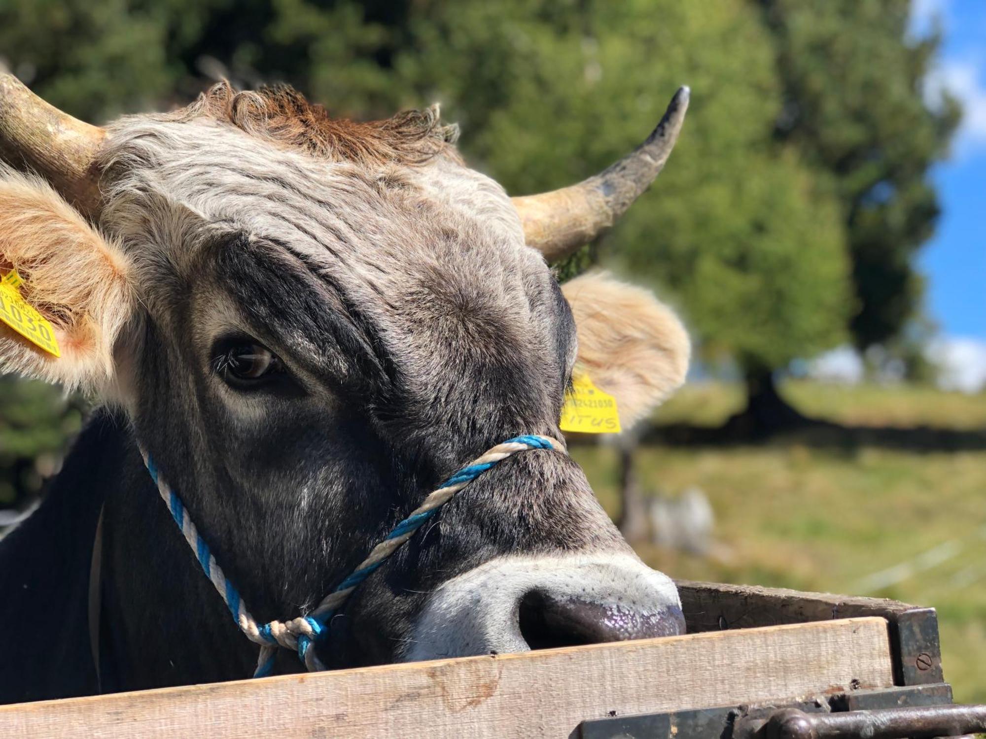 Sule Hof Agriturismo Ortisei Zewnętrze zdjęcie